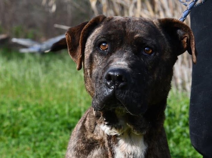 Adozione cane, femmina, Razza sconosciuta Corso, 7 anni, taglia grande, Brindisi