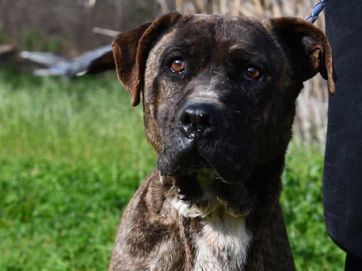 Adotta un cane, femmina, 7 anni, Brindisi