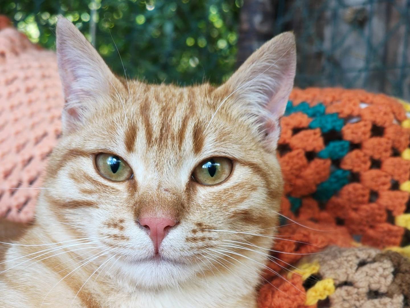 Adozione gatto, maschio, Razza sconosciuta Razza sconosciuta, 6 mesi, taglia non valida, Viterbo