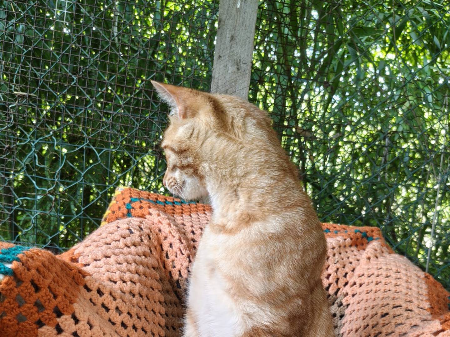 Adotta un gatto, taglia non valida, maschio, Viterbo