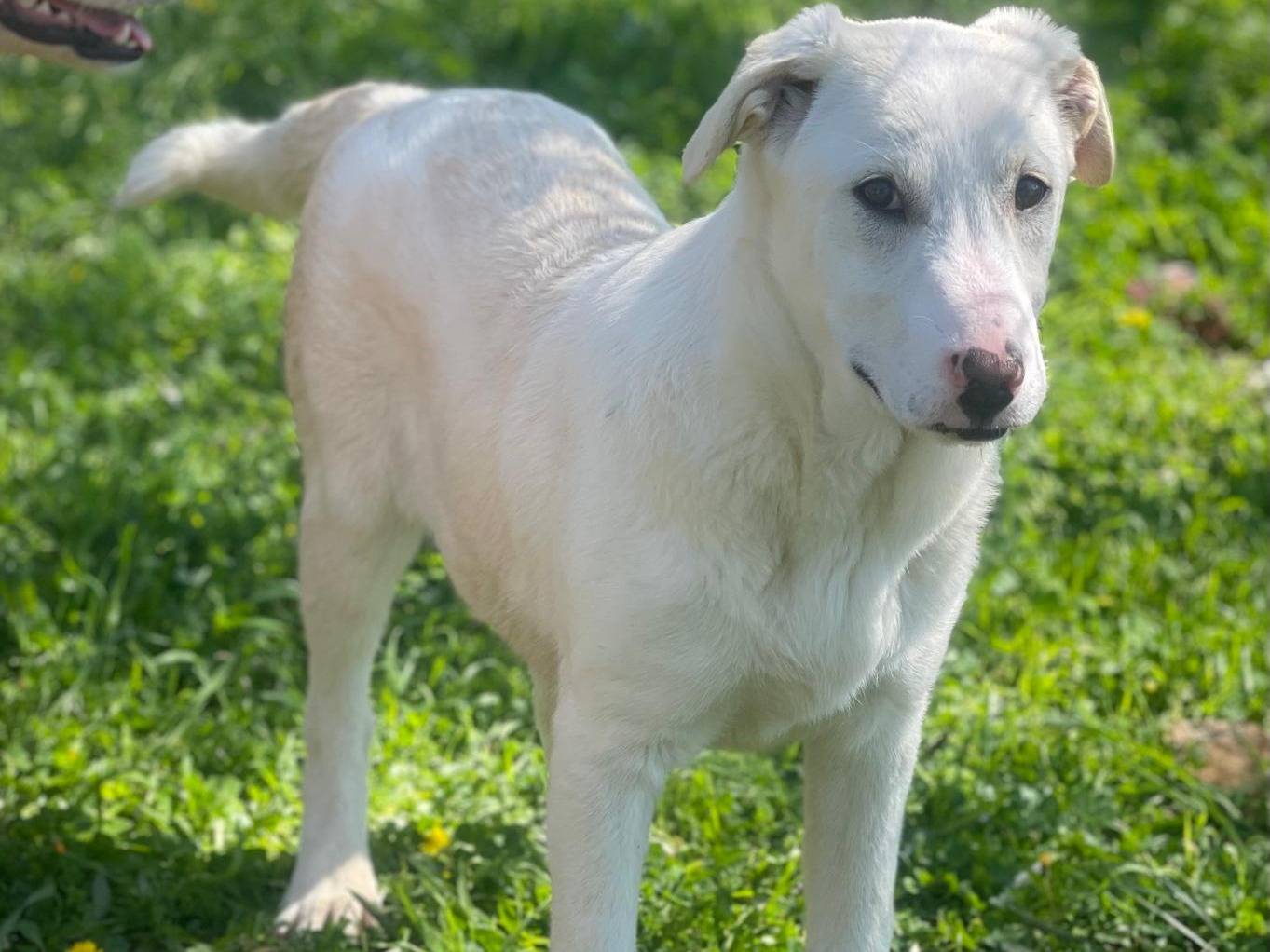 Adotta un cane, femmina, 8 mesi, Bari