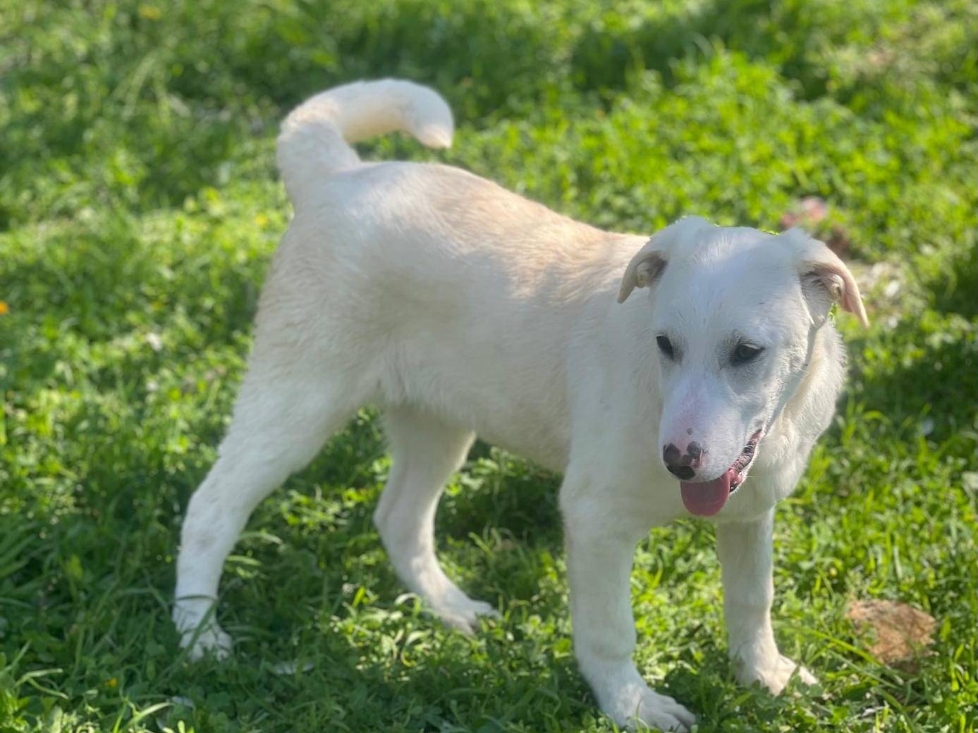 Adotta un cane, taglia media, femmina, Bari