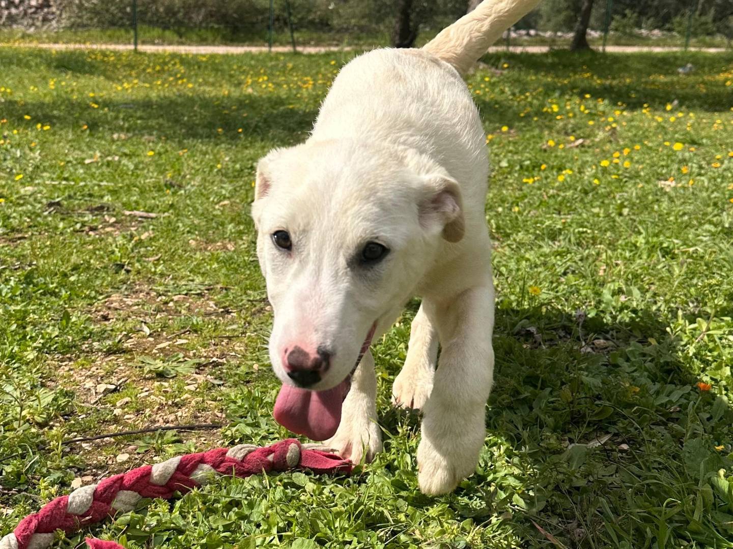 Vuoi adottare un cane a Bari?