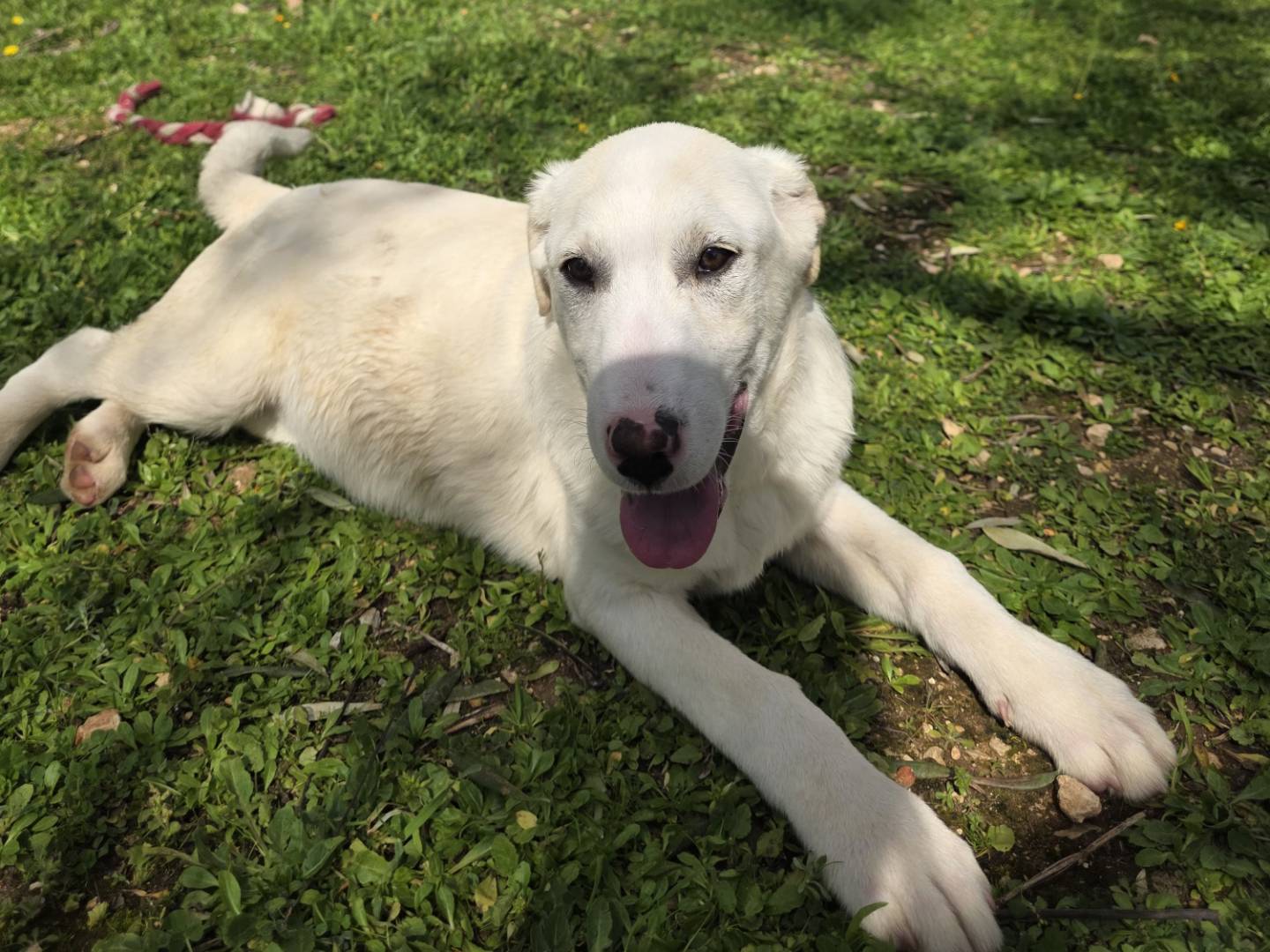 Adotta il cane Vega a Bari