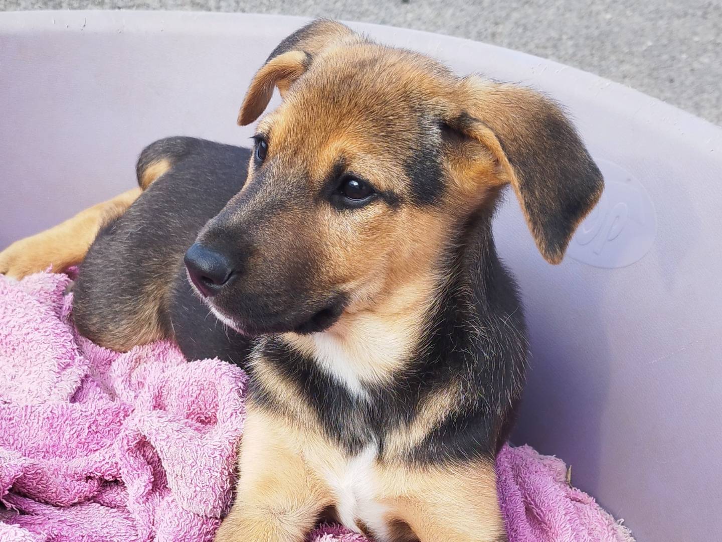 Adotta il cane Mia a Siracusa