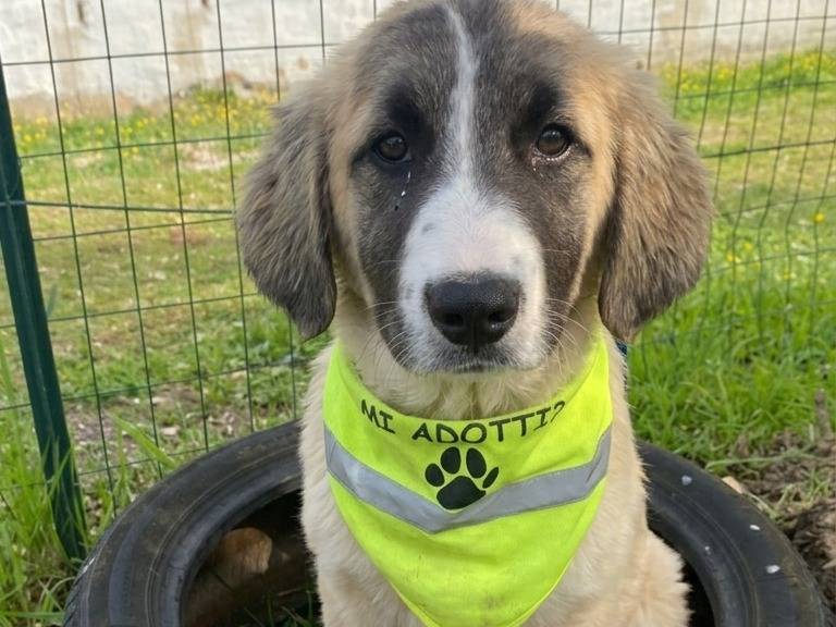 Adozione cane, femmina, Razza sconosciuta Razza sconosciuta, 8 mesi, taglia media, Bari