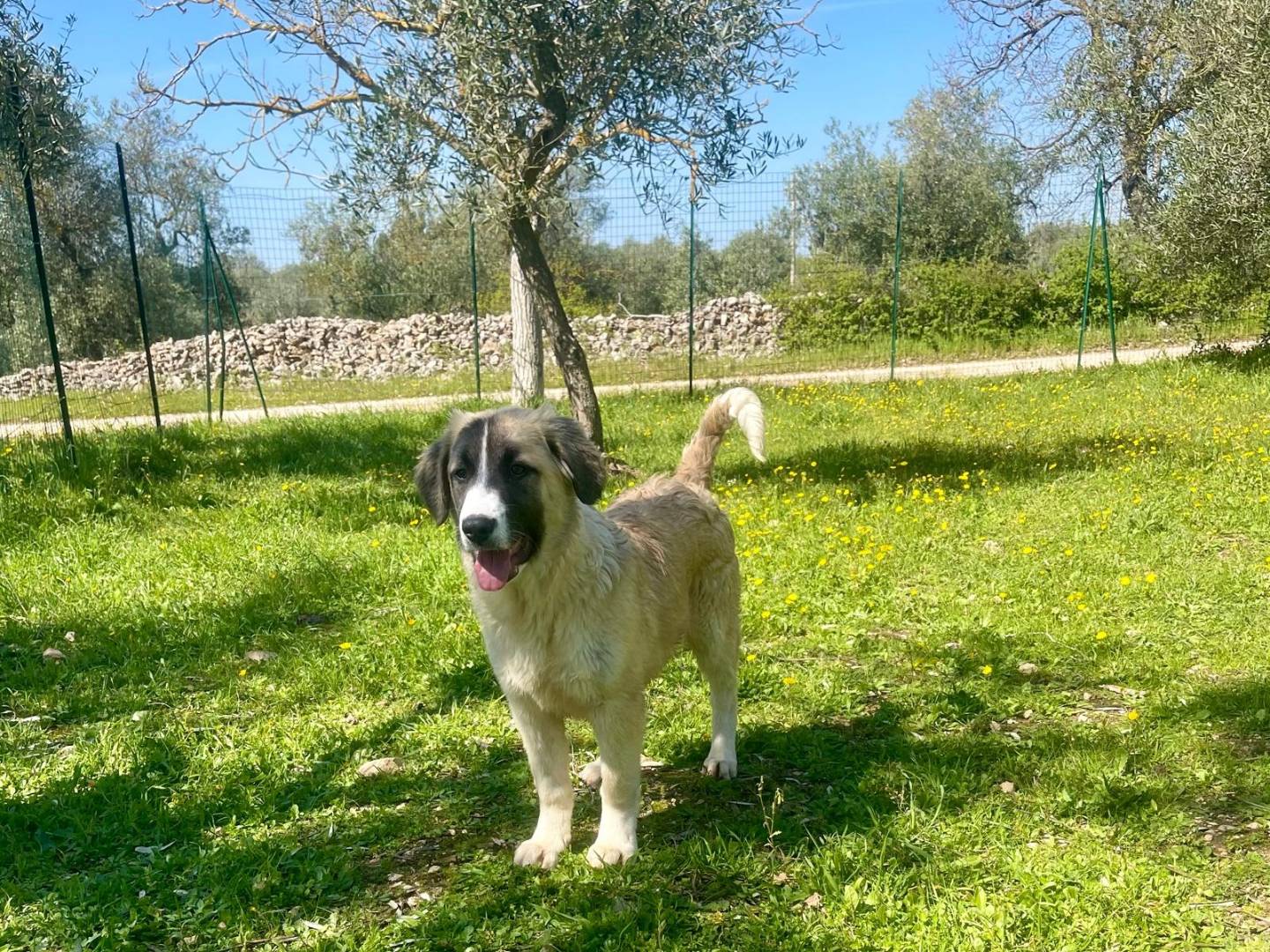 Adotta un cane, femmina, 8 mesi, Bari