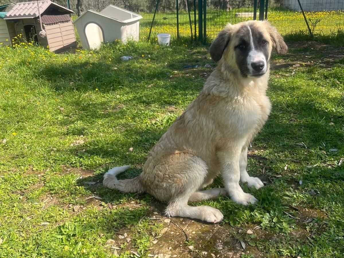 Adotta un cane, taglia media, femmina, Bari