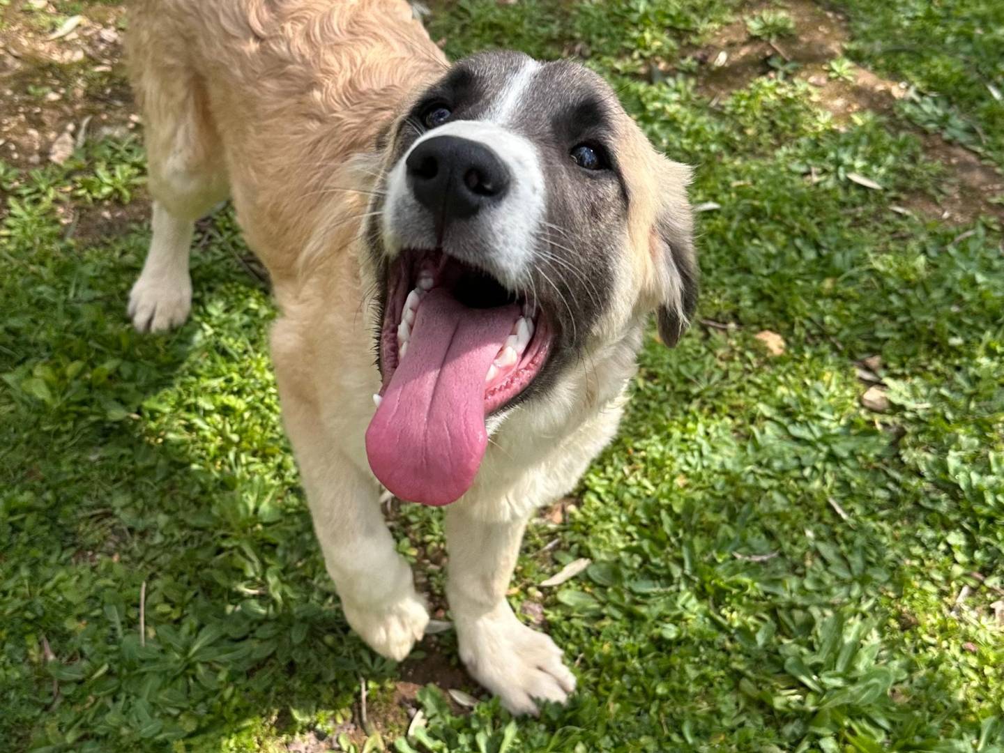 Vuoi adottare un cane a Bari?