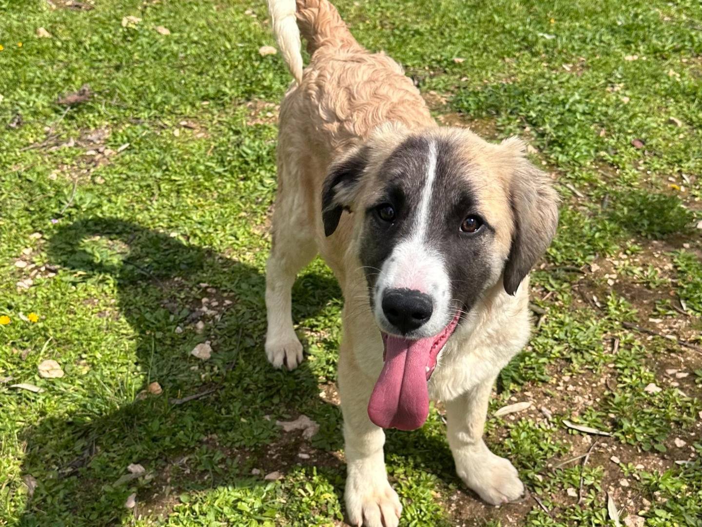 Adotta il cane Syria  a Bari