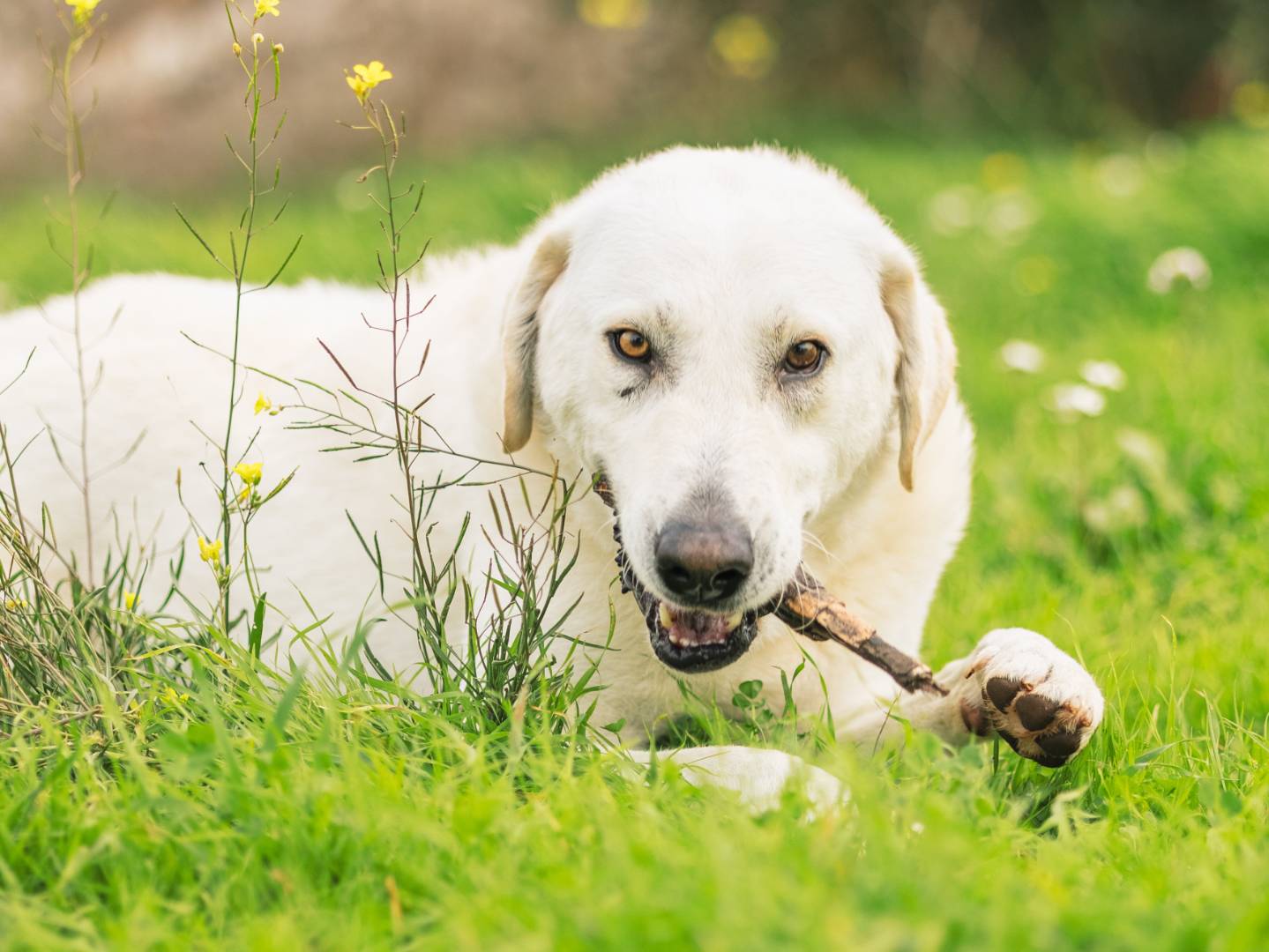 Adozione cane, maschio, Razza sconosciuta Razza sconosciuta, 6 anni, taglia grande, Bari