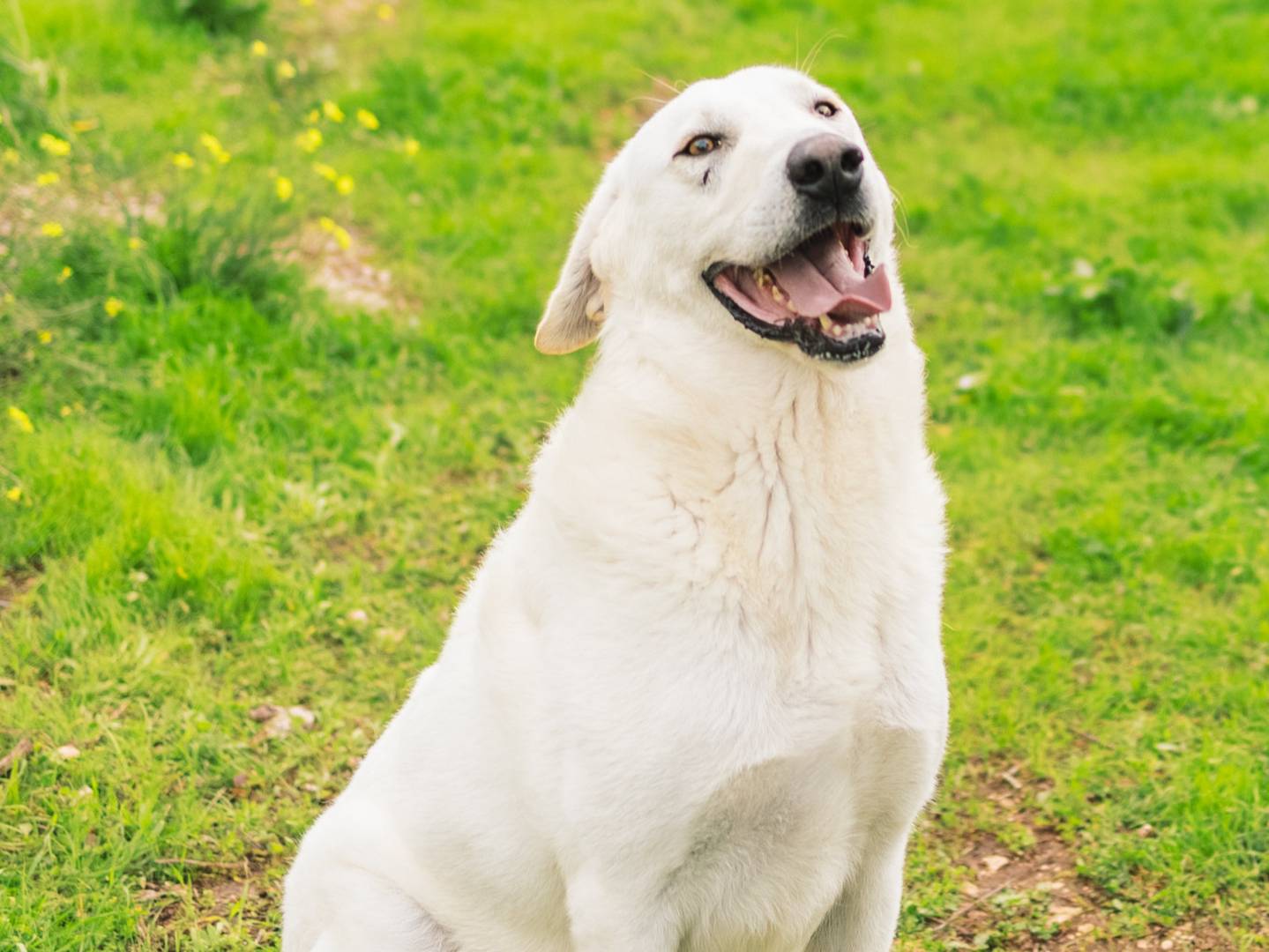 Adotta un cane, taglia grande, maschio, Bari