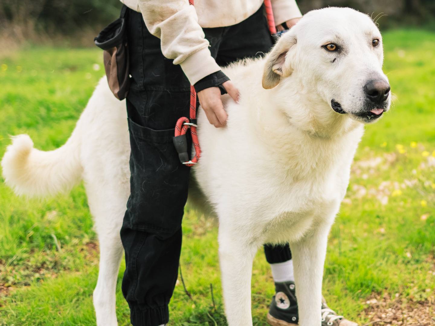 Vuoi adottare un cane a Bari?