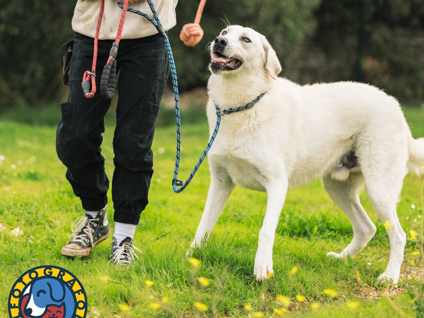 Adotta il cane Luciano  a Bari