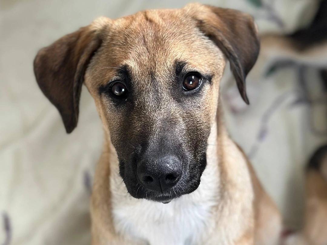 Adotta un cane, maschio, 4 mesi, Siracusa