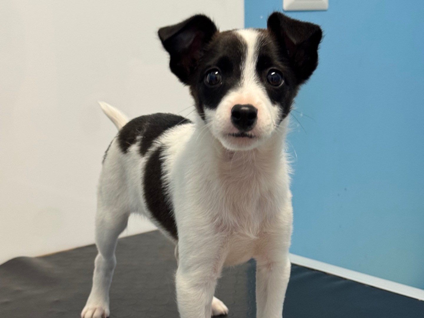 Adozione cane, femmina, Razza sconosciuta Razza sconosciuta, 2 mesi, taglia piccola, Catanzaro