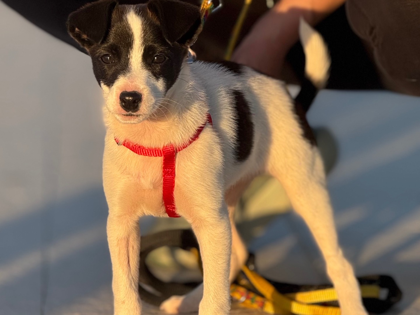 Adotta un cane, femmina, 2 mesi, Catanzaro