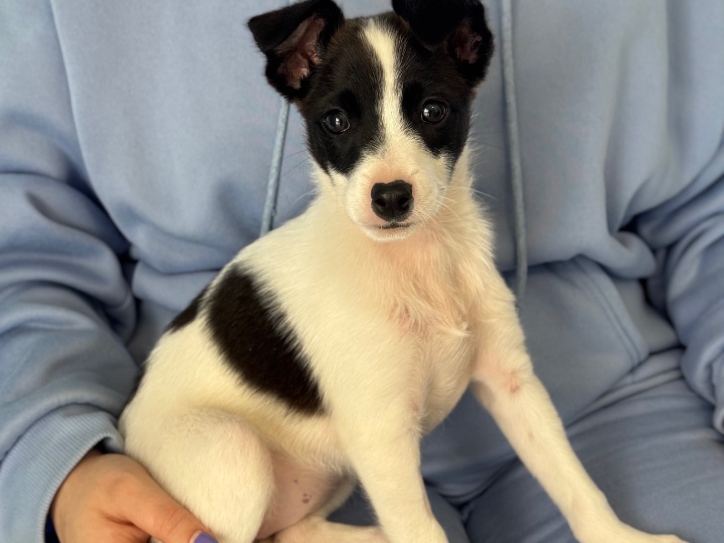 Adotta un cane, taglia piccola, femmina, Catanzaro