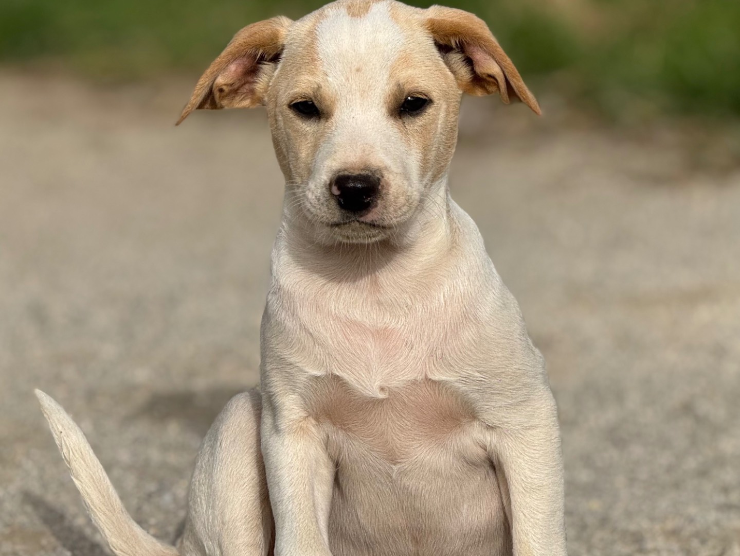 Adozione cane, maschio, Razza sconosciuta Razza sconosciuta, 3 mesi, taglia media, Catanzaro