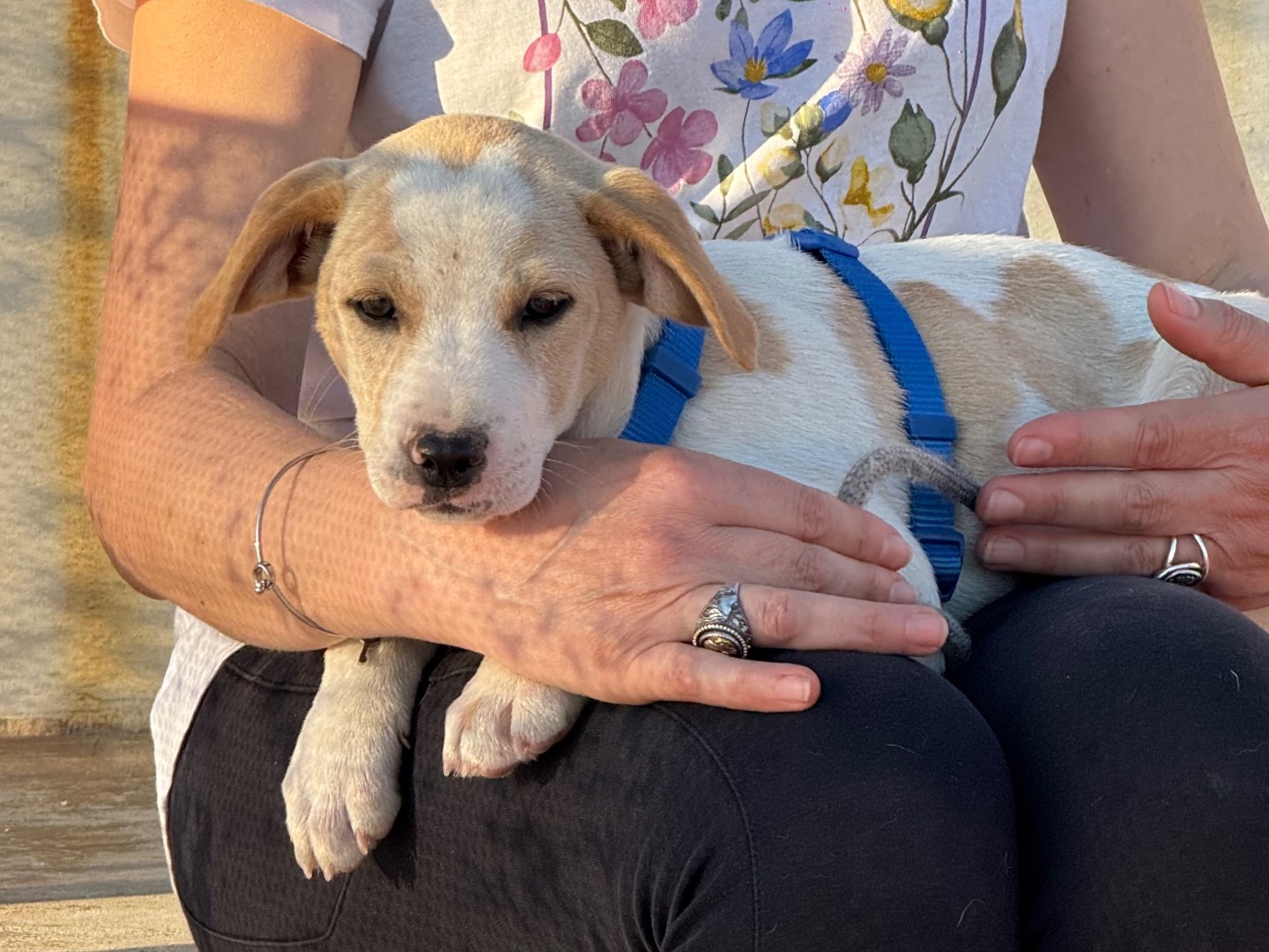 Adotta un cane, maschio, 3 mesi, Catanzaro