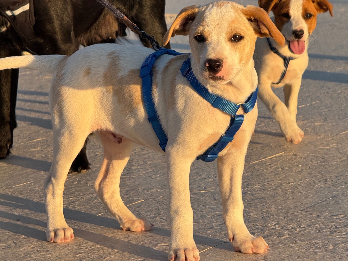 Adotta un cane, taglia media, maschio, Catanzaro
