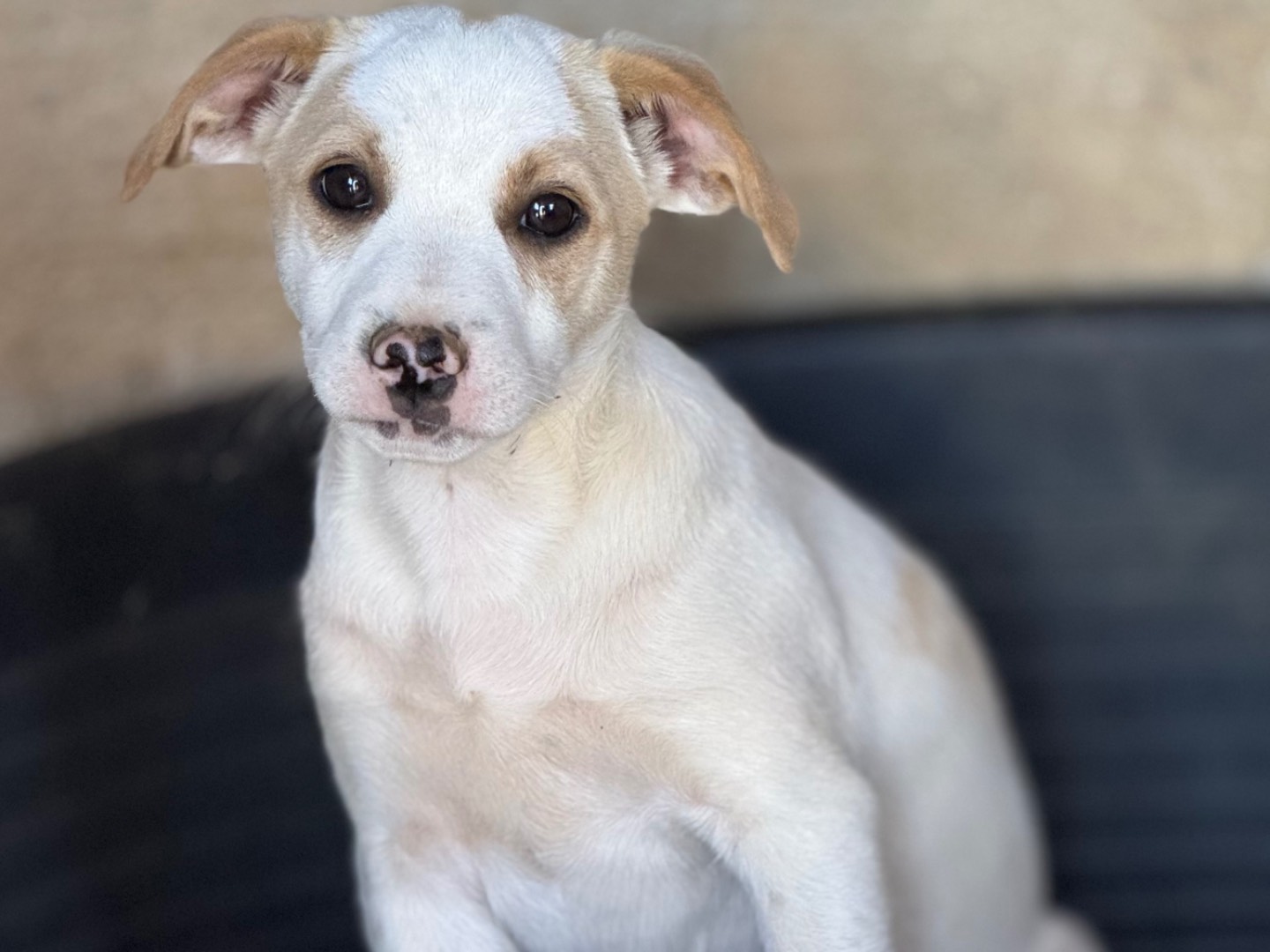 Adozione cane, maschio, Razza sconosciuta Razza sconosciuta, 3 mesi, taglia media, Catanzaro