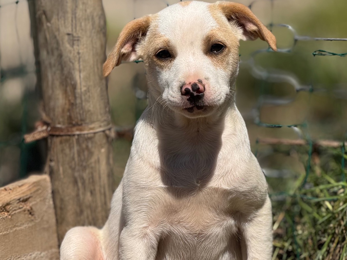 Adotta un cane, maschio, 3 mesi, Catanzaro