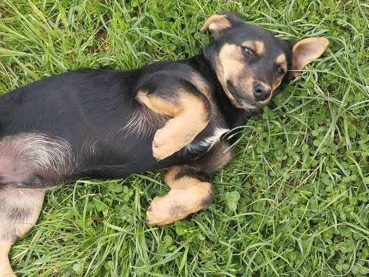 Adotta il cane LEO a Firenze