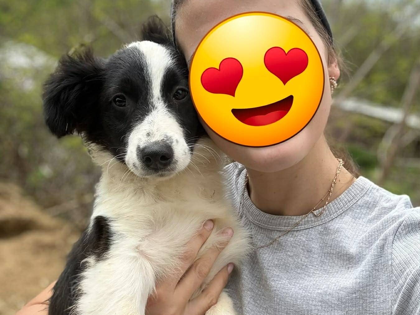 Adotta il cane DIANA DORA e DALIA a Firenze