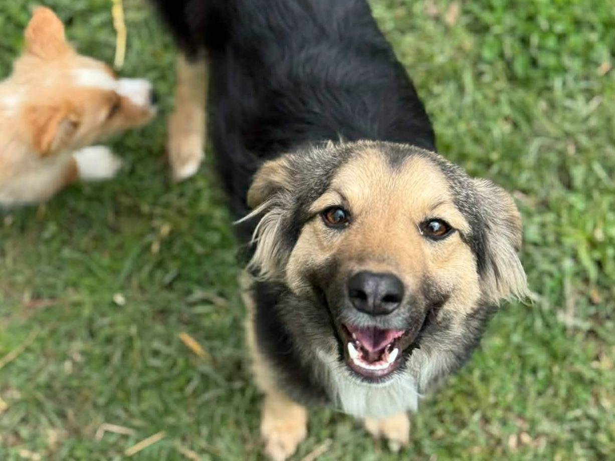 Vuoi adottare un cane a Firenze?