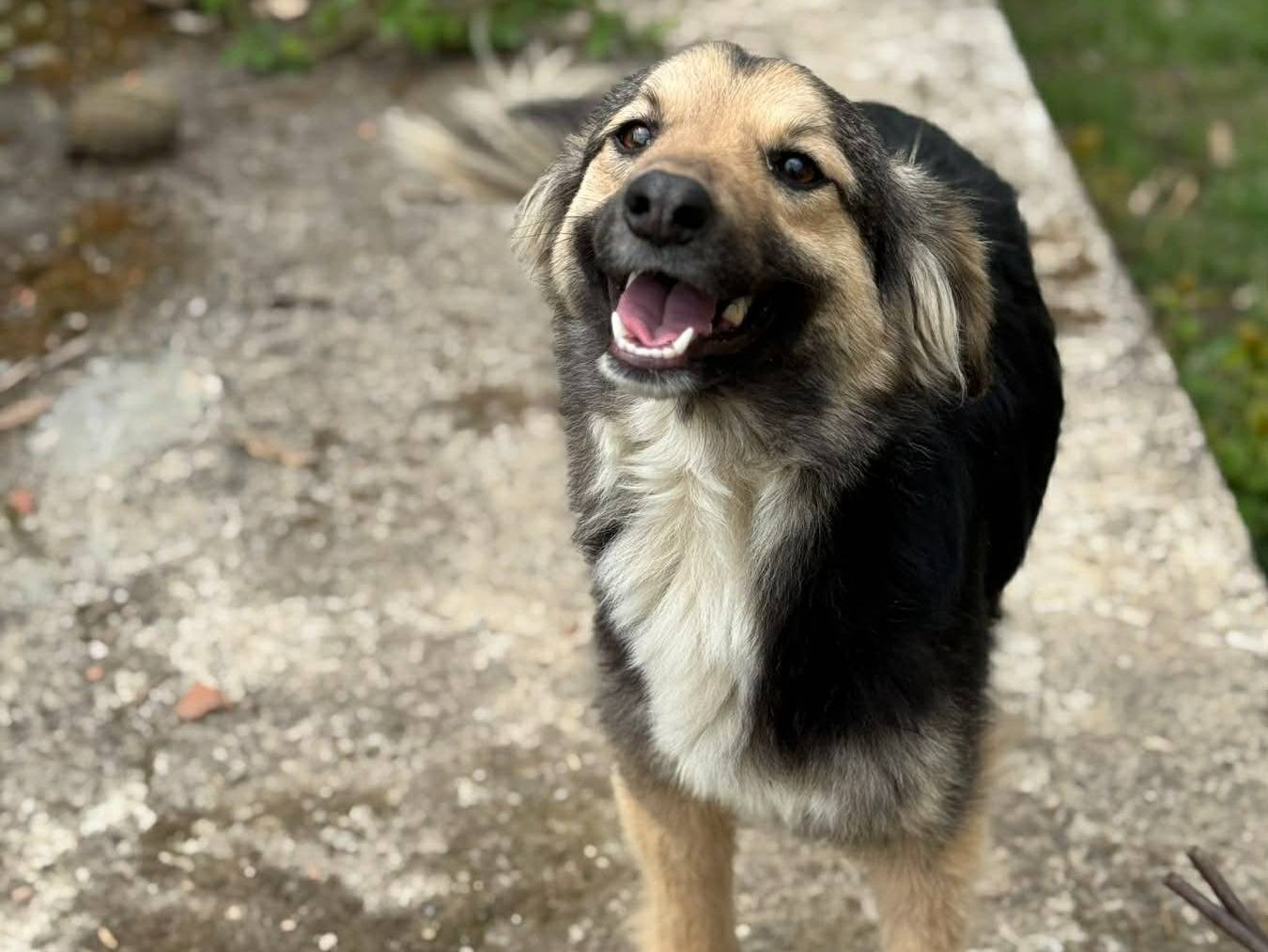 Adotta il cane LELA a Firenze