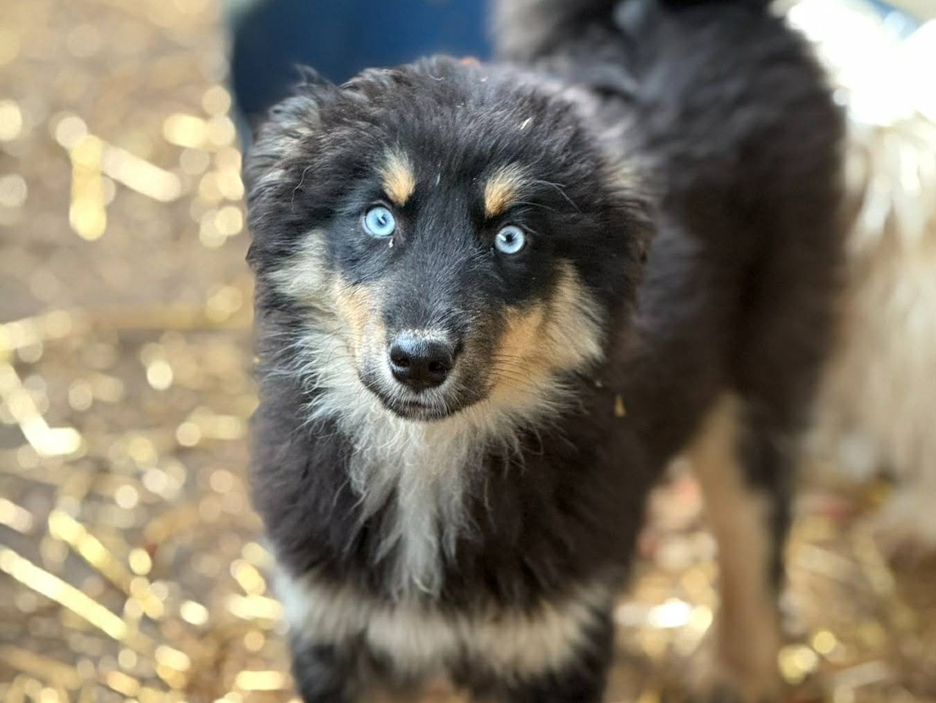 Adotta il cane YUKON a Firenze