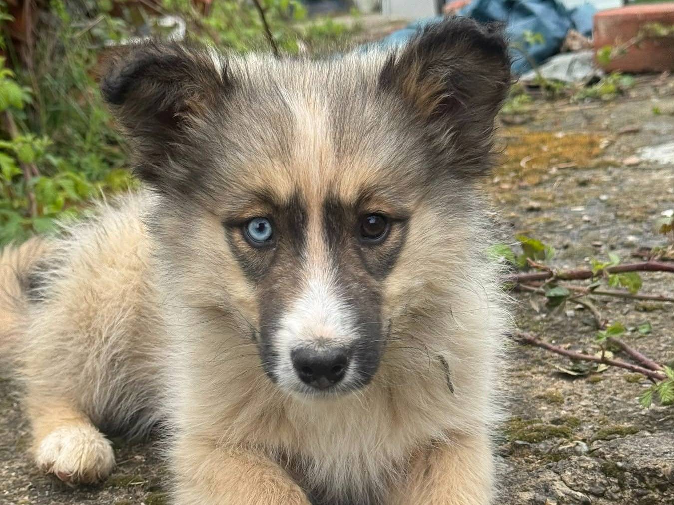 Adotta il cane ALASKA a Firenze
