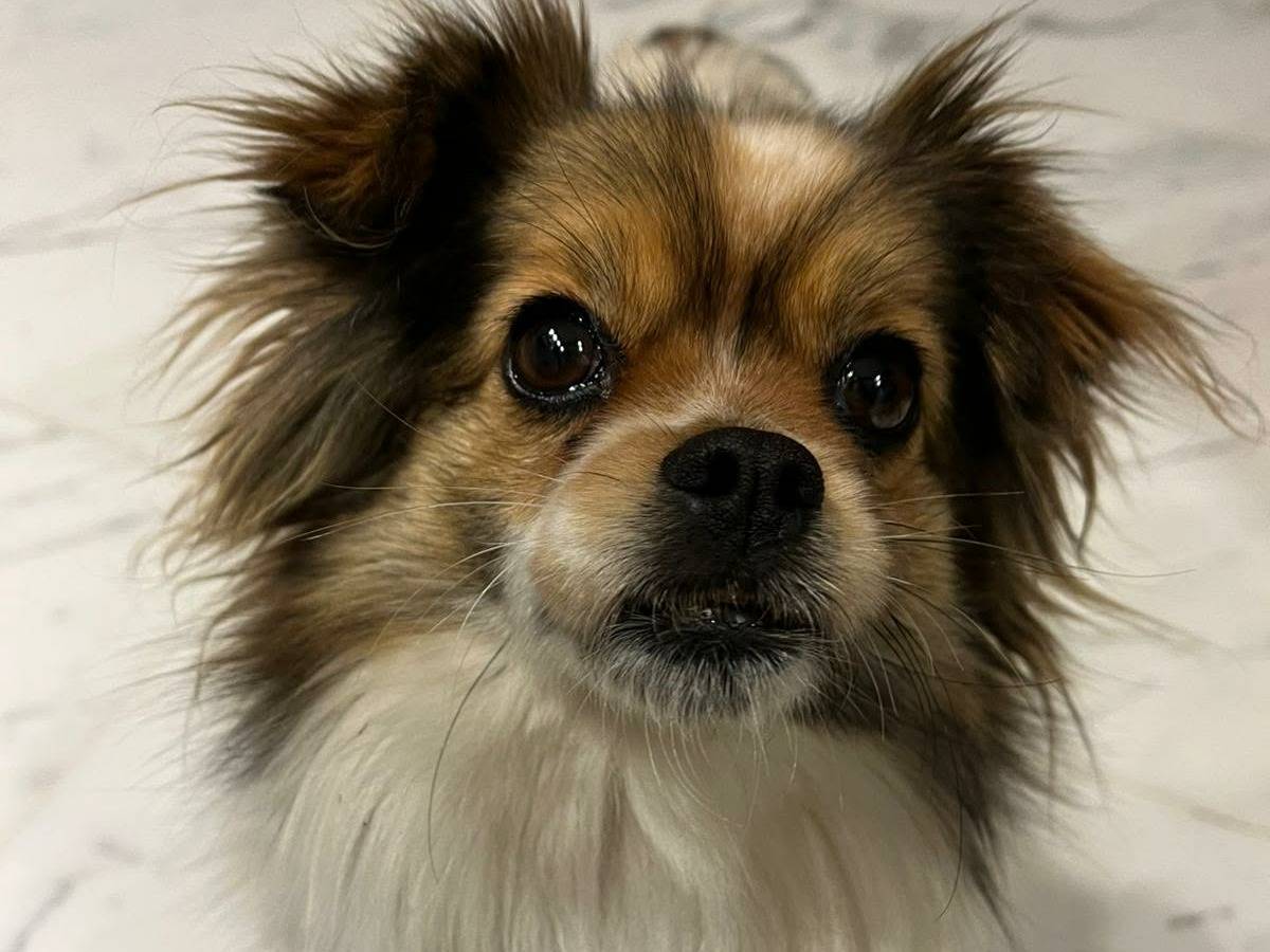Adozione cane, femmina, Chihuahua Razza sconosciuta, 4 anni, taglia piccola, Firenze
