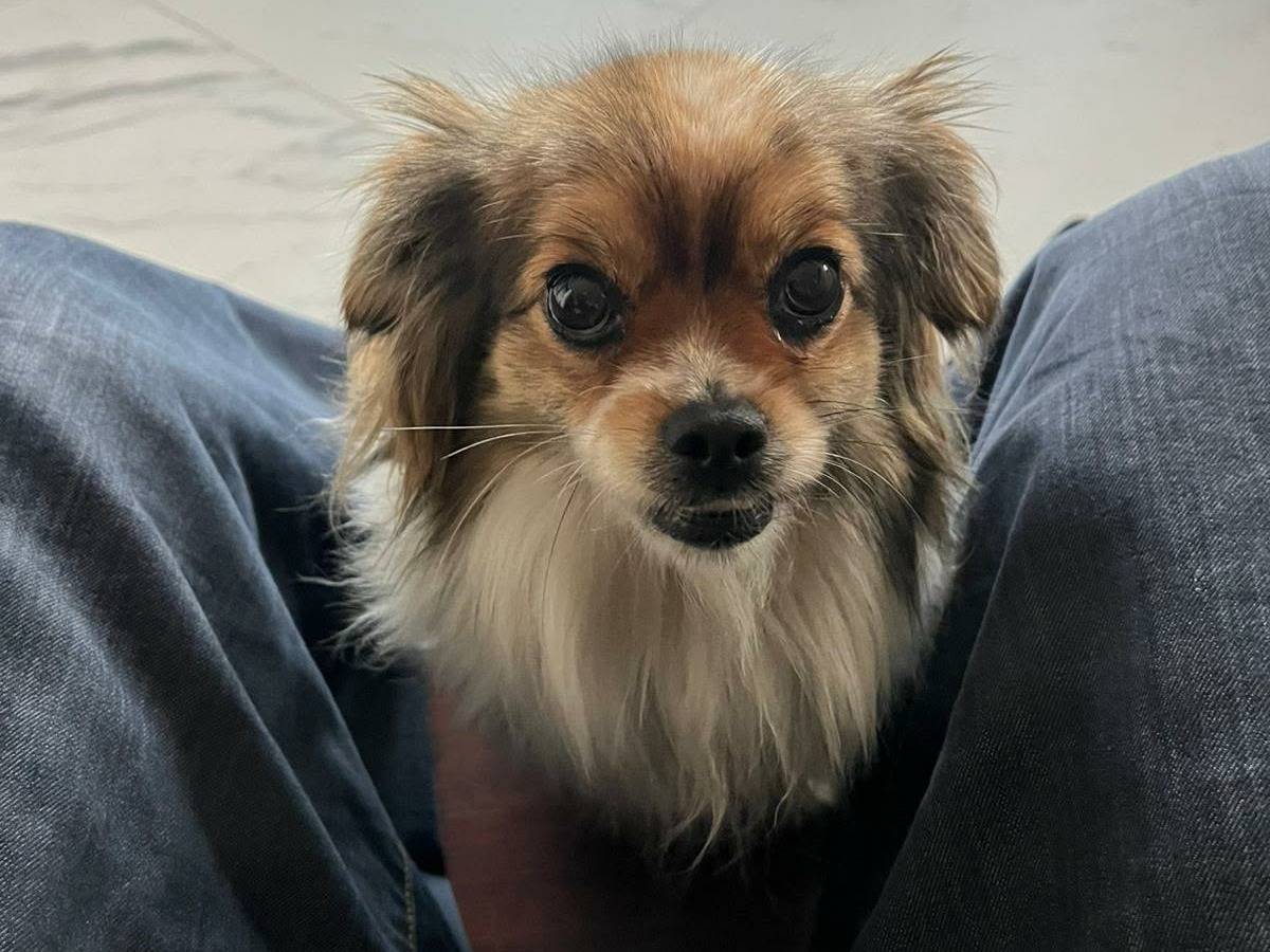 Adotta un cane, femmina, 4 anni, Firenze