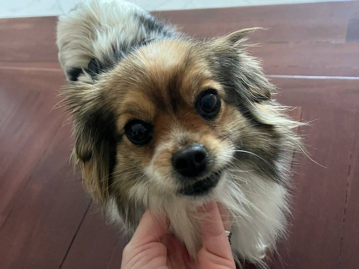 Adotta un cane, taglia piccola, femmina, Firenze