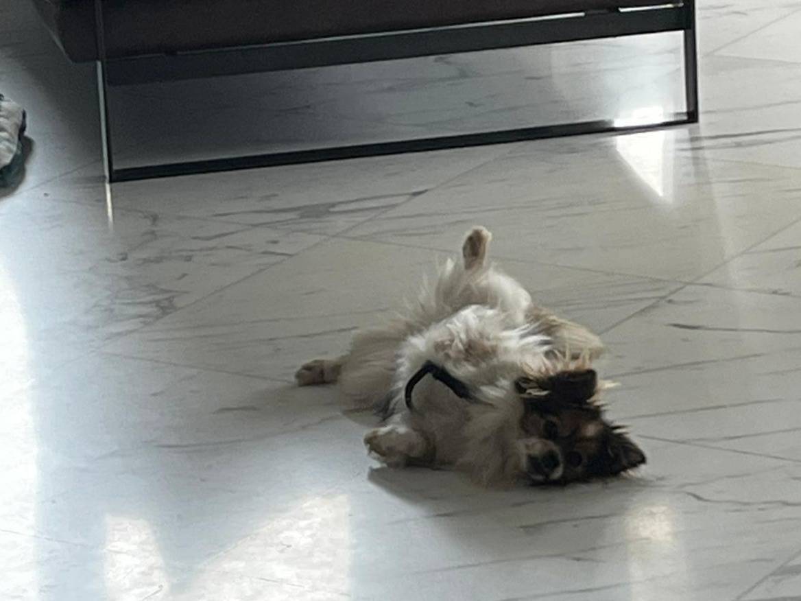 Vuoi adottare un cane a Firenze?