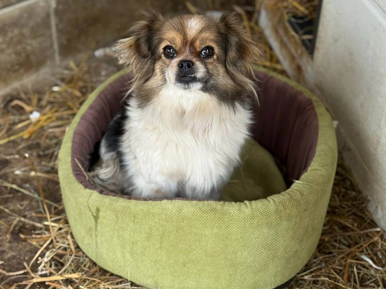 Adotta il cane KIKI a Firenze