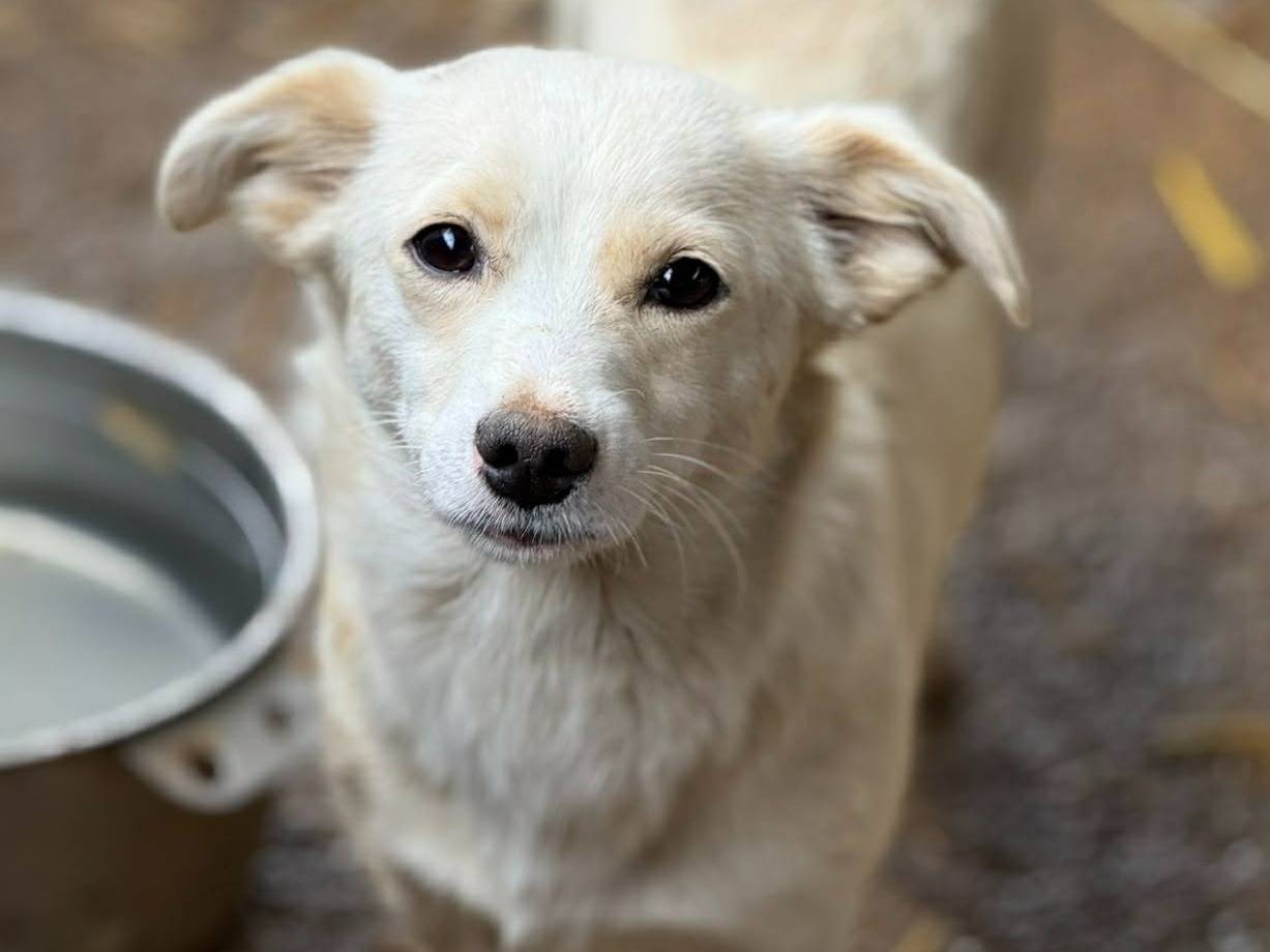 Adozione cane, femmina, Razza sconosciuta Razza sconosciuta, 2 anni e 2 mesi, taglia piccola, Firenze