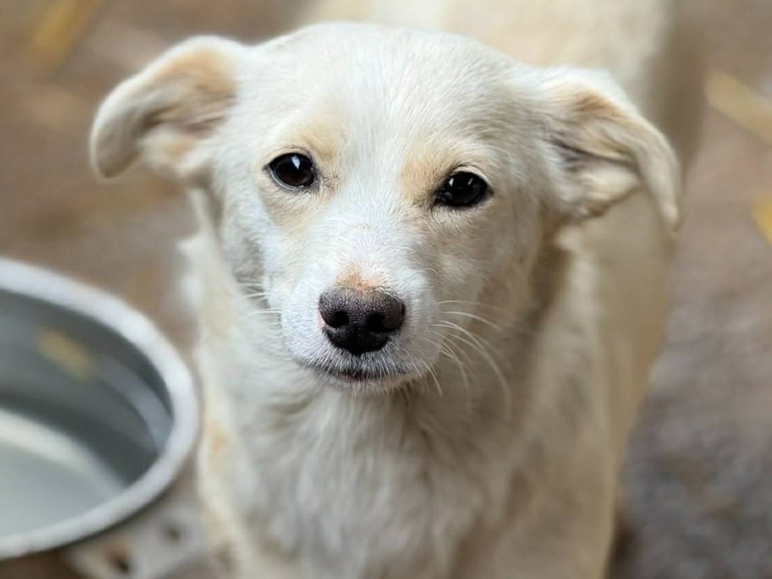 Adotta un cane, femmina, 2 anni e 2 mesi, Firenze