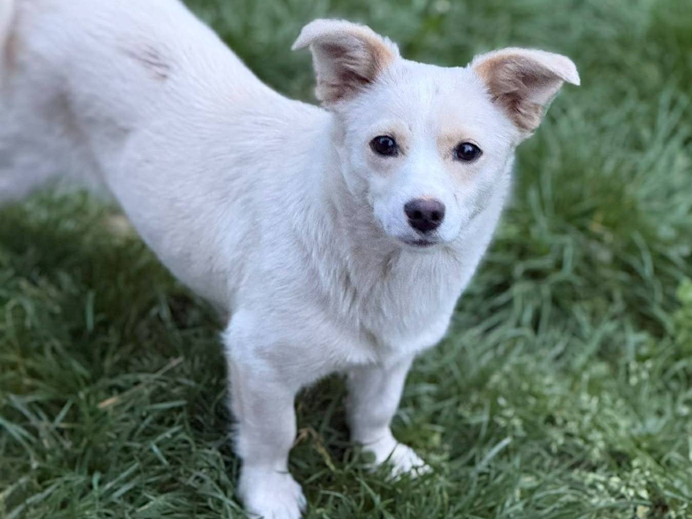 Adotta un cane, taglia piccola, femmina, Firenze