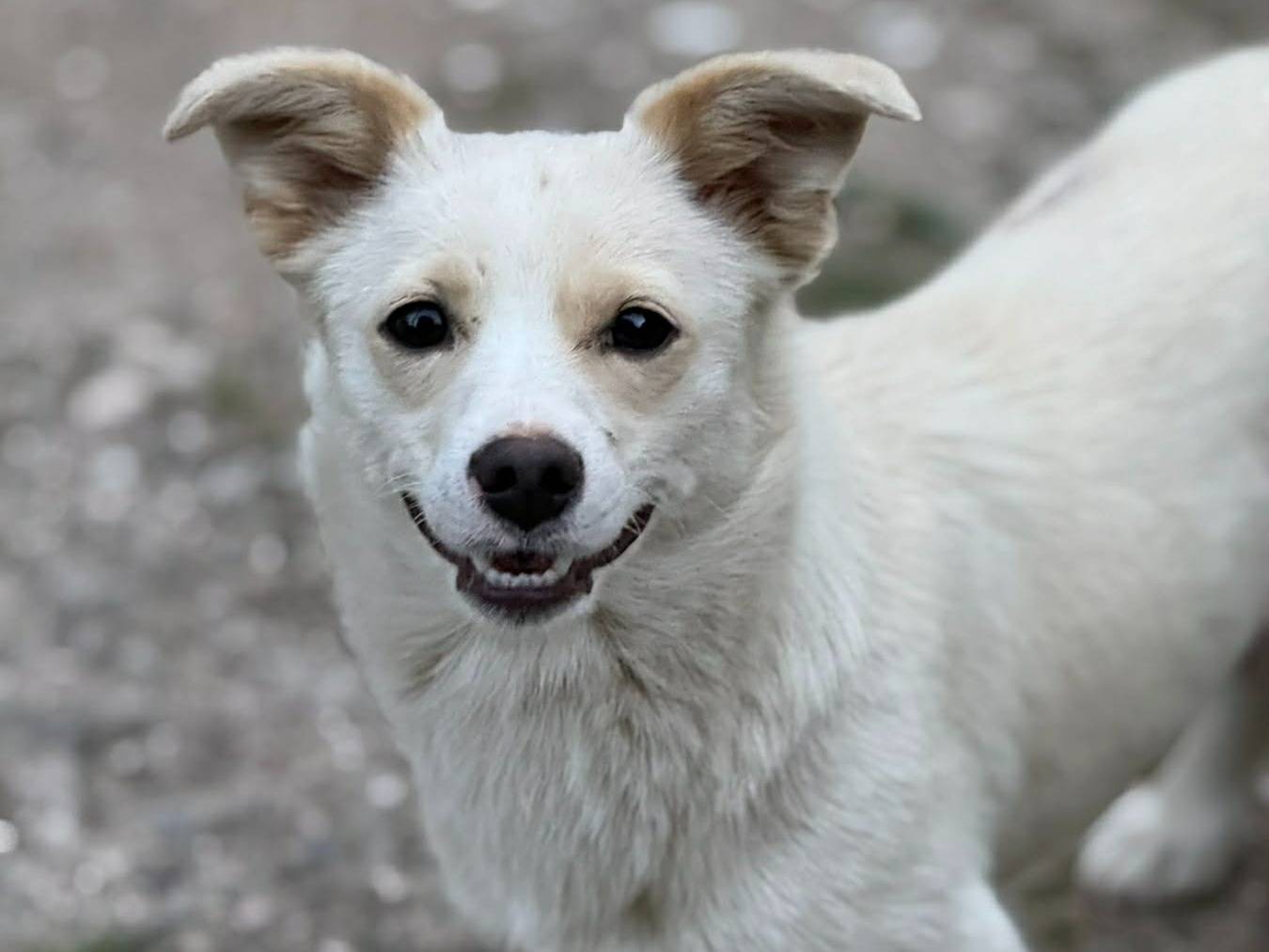 Vuoi adottare un cane a Firenze?