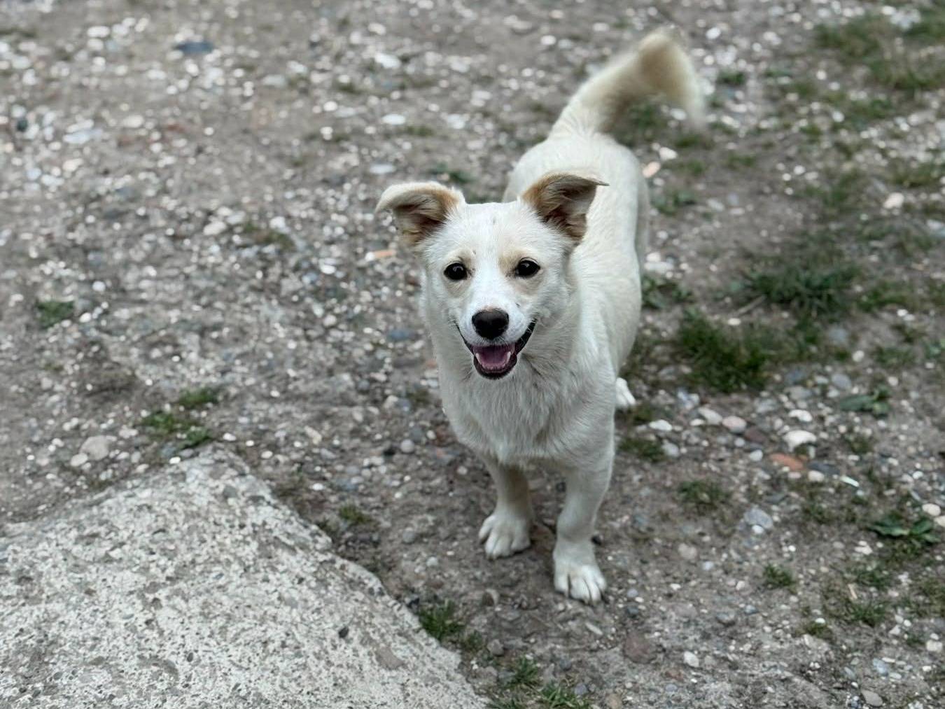 Adotta il cane PIXIE a Firenze