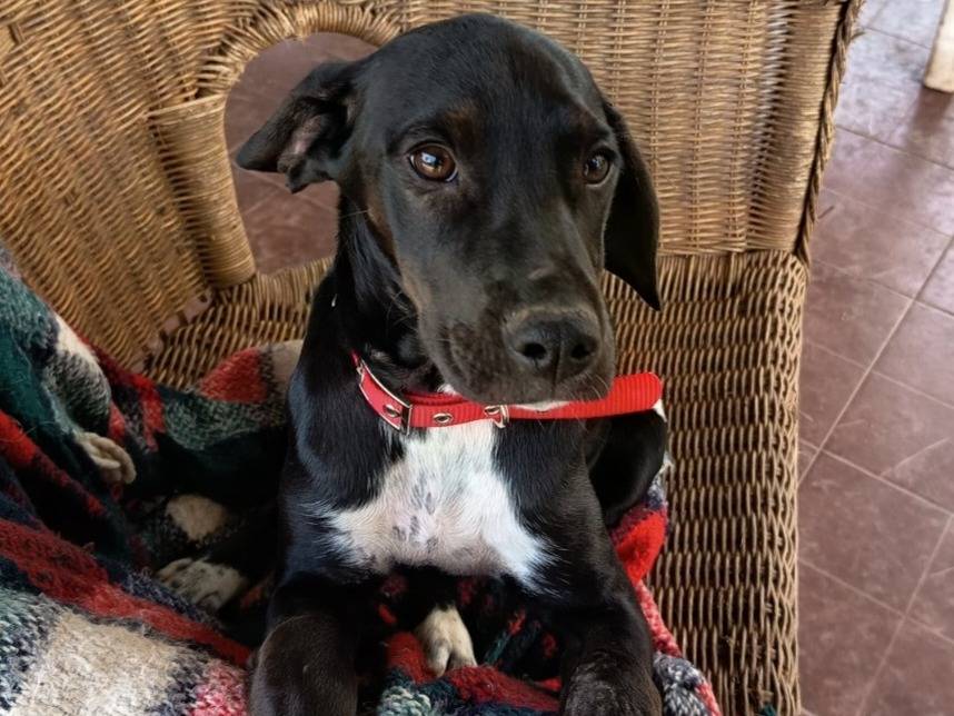 Adozione cane, femmina, Razza sconosciuta Razza sconosciuta, 4 mesi, taglia media, Varese