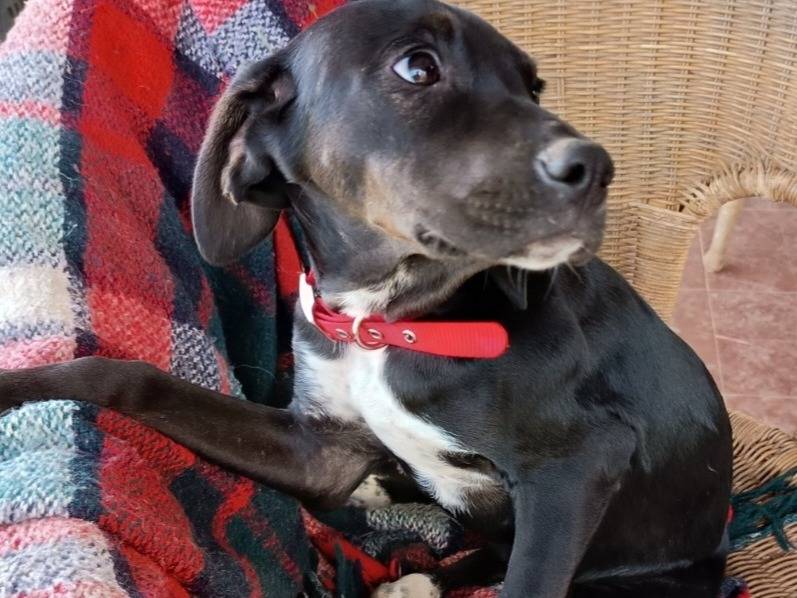 Adotta un cane, femmina, 4 mesi, Varese