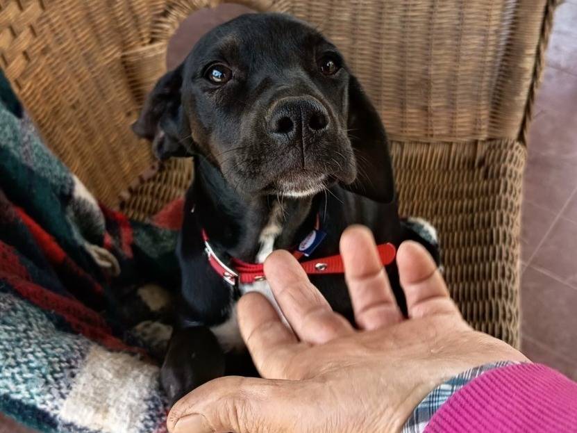 Adotta un cane, taglia media, femmina, Varese