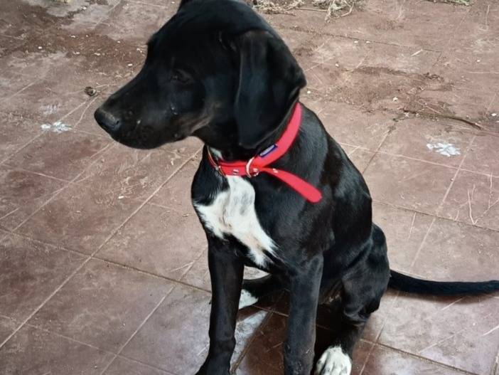 Vuoi adottare un cane a Varese?