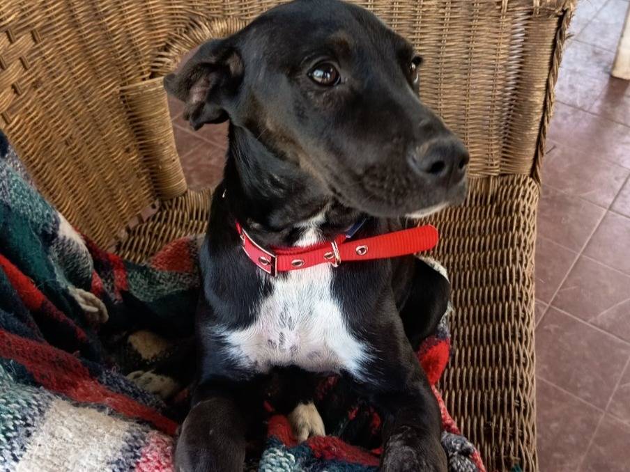 Adotta il cane UNA MAMMA PER HOLLY a Varese