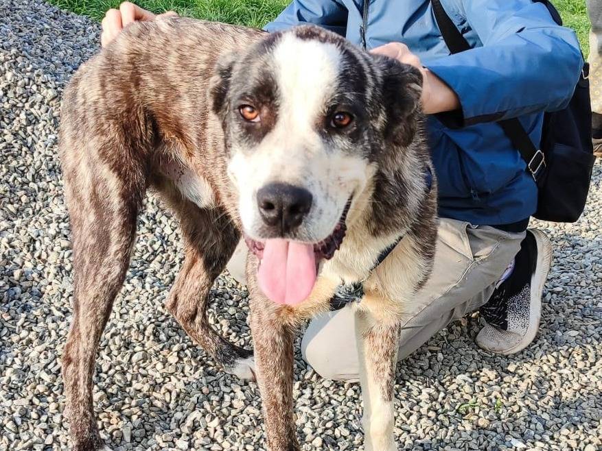 Adozione cane, maschio, Razza sconosciuta Razza sconosciuta, 10 mesi, taglia media, Genova