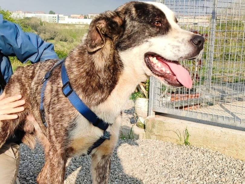 Adotta un cane, maschio, 10 mesi, Genova